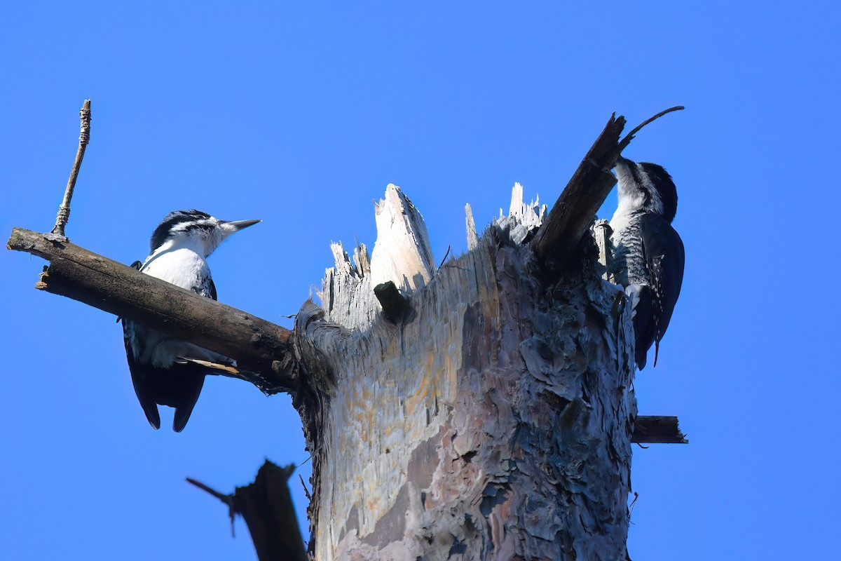 Black-backed Woodpecker - ML645458225