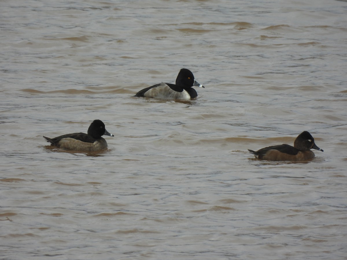 Ring-necked Duck - ML645458227