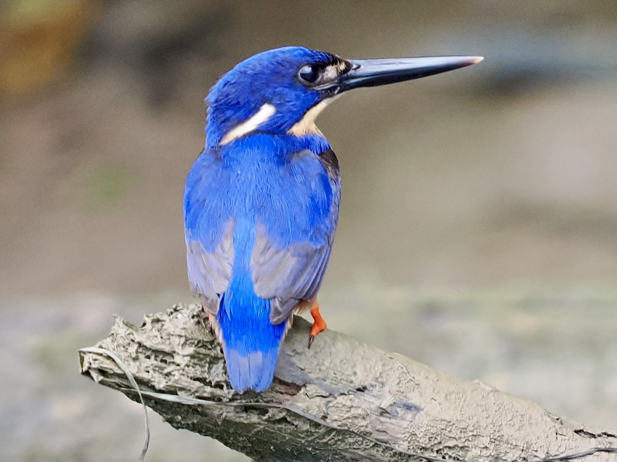 Azure Kingfisher - ML645458231