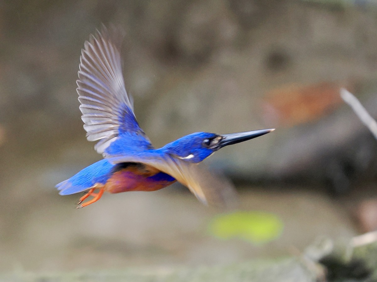 Azure Kingfisher - ML645458232