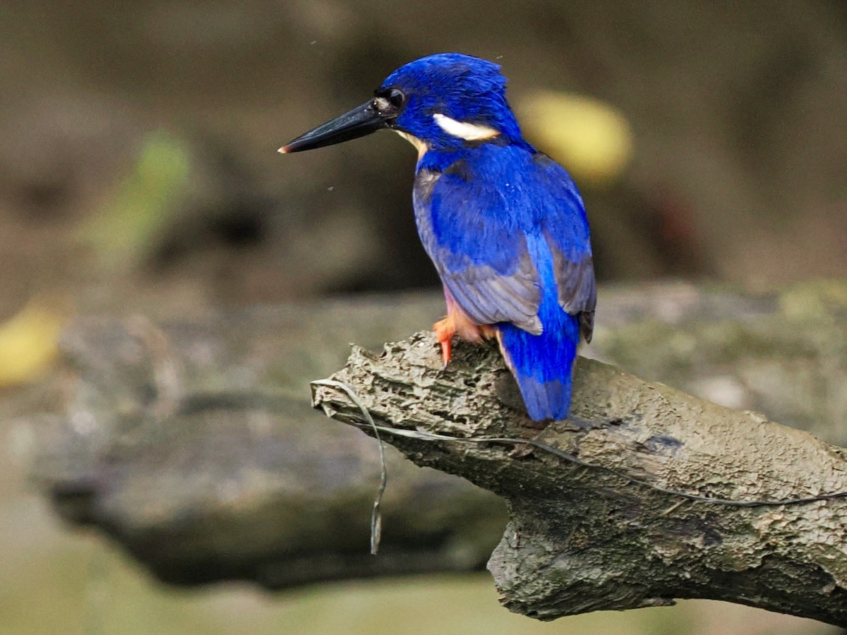 Azure Kingfisher - ML645458233