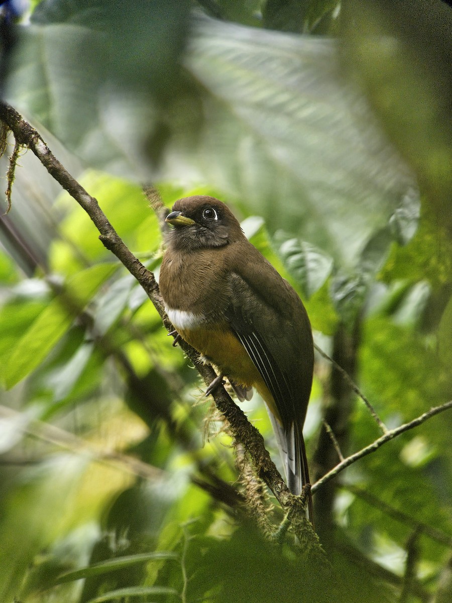 Трогон темноволий - ML645458244