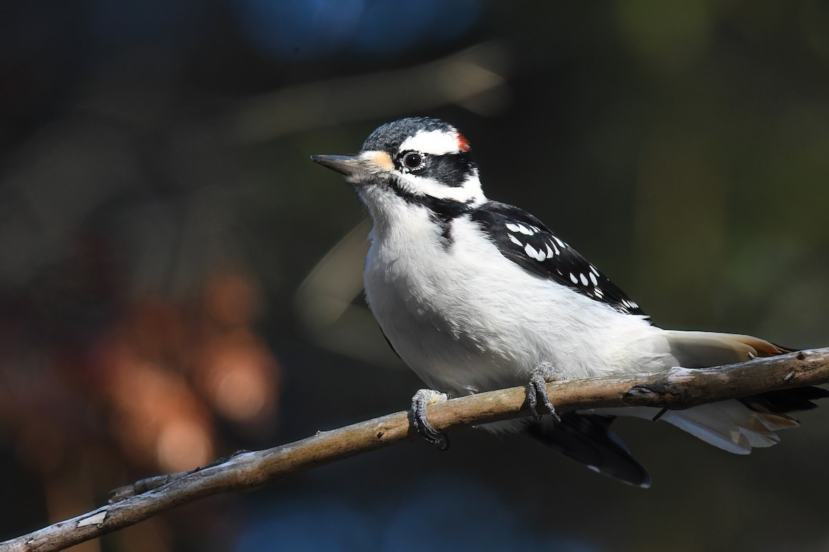 Hairy Woodpecker - ML645458247