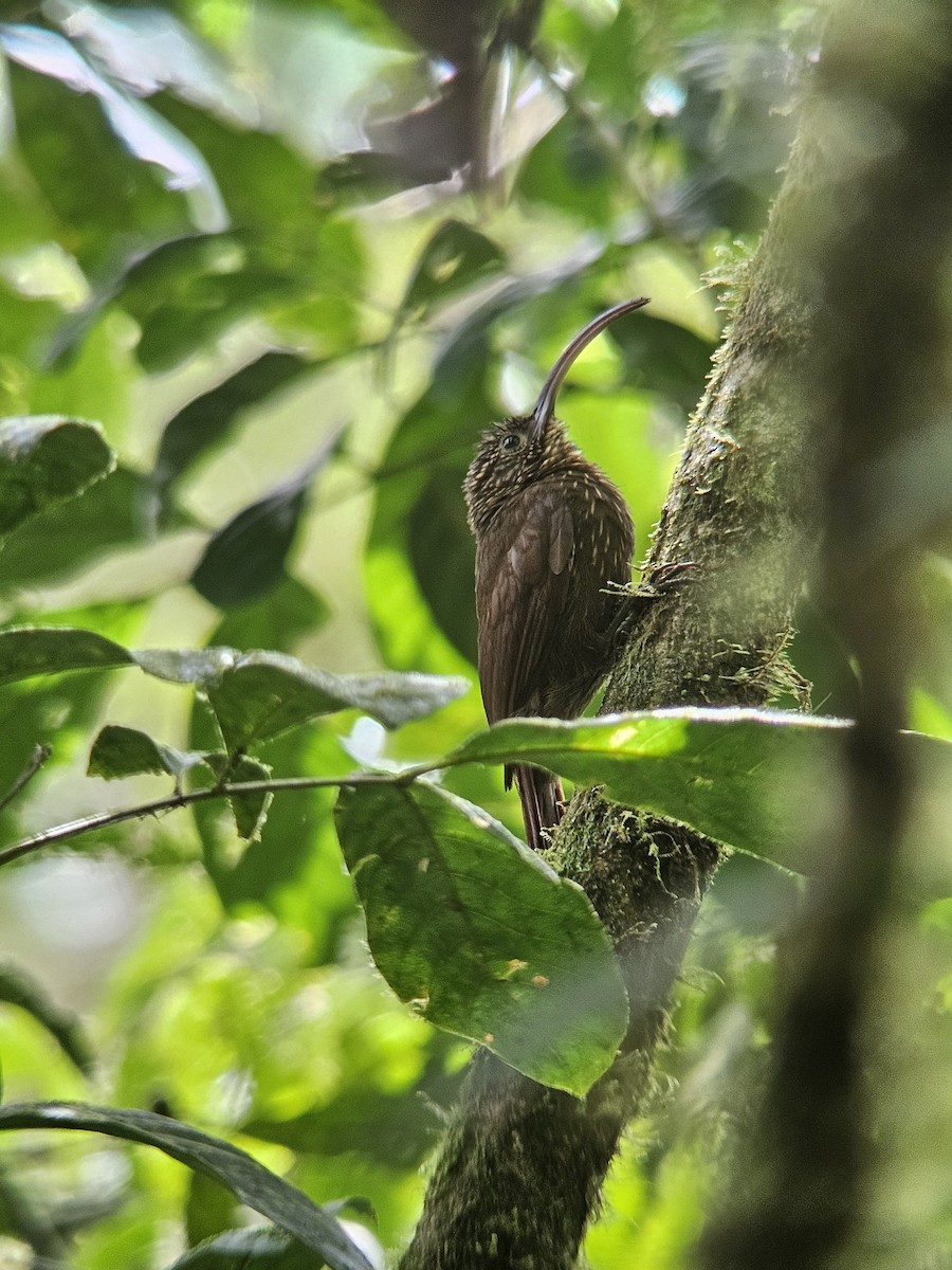 Дереволаз-серподзьоб малий - ML645458253