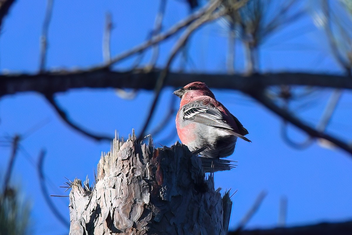 hýl křivčí - ML645458254