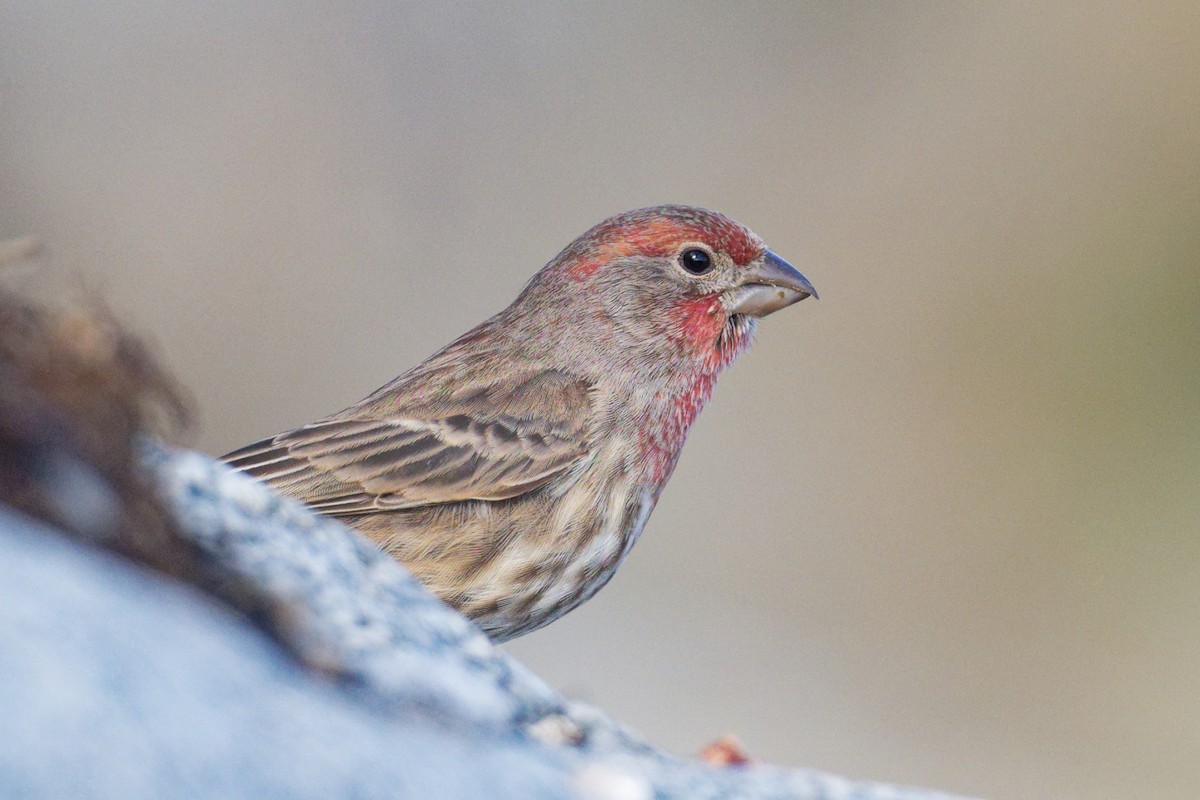House Finch - ML645458262