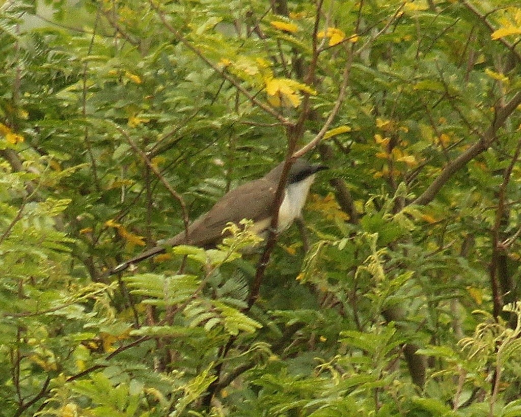 Кукліло бурий - ML645458272