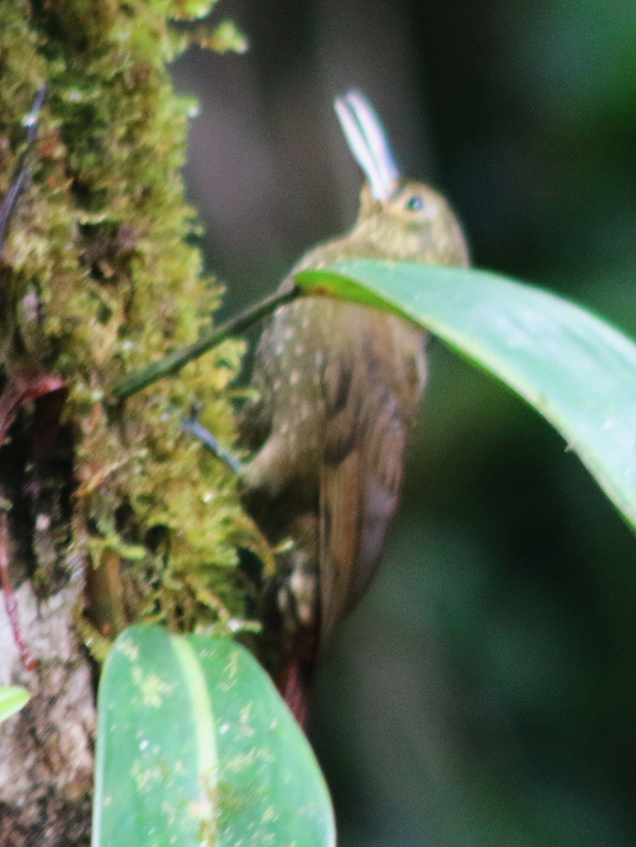 Кокоа плямистий - ML645458273