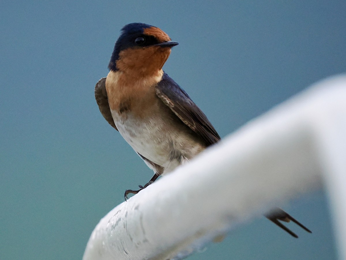 Welcome Swallow - ML645458274