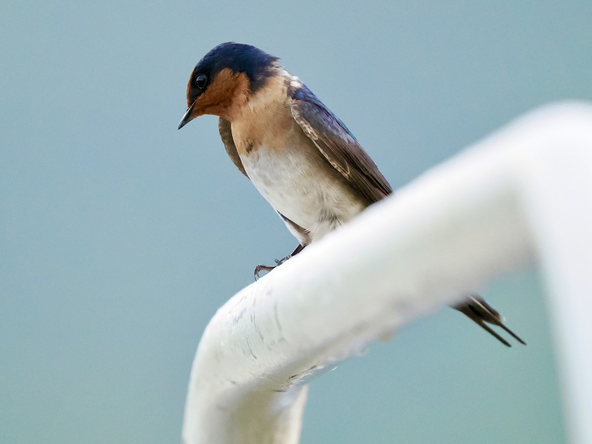 Welcome Swallow - ML645458275