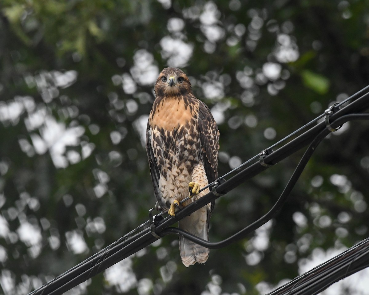 Red-tailed Hawk - ML645458276