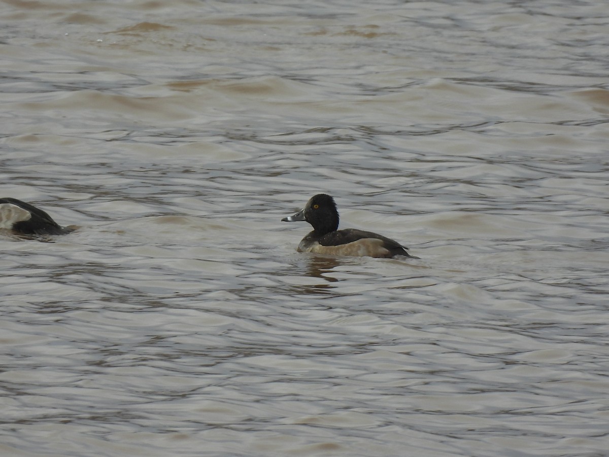 Ring-necked Duck - ML645458278
