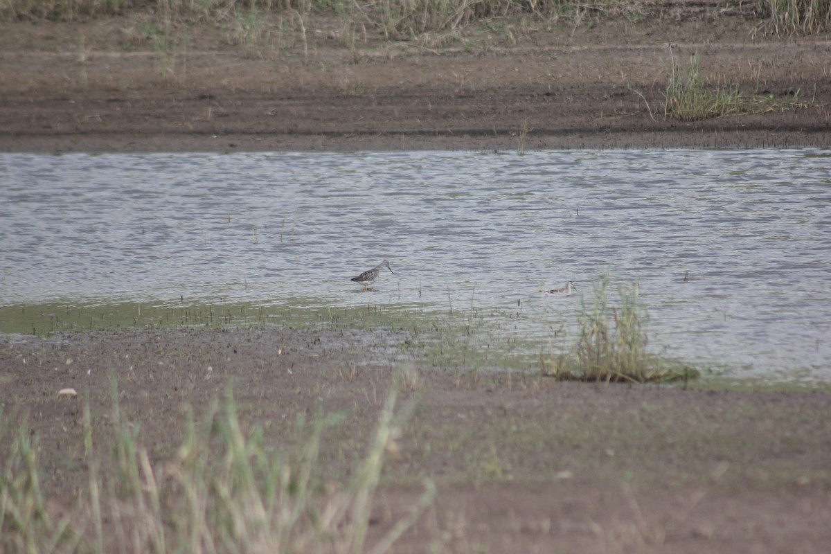 lyskonoh dlouhozobý - ML645458279