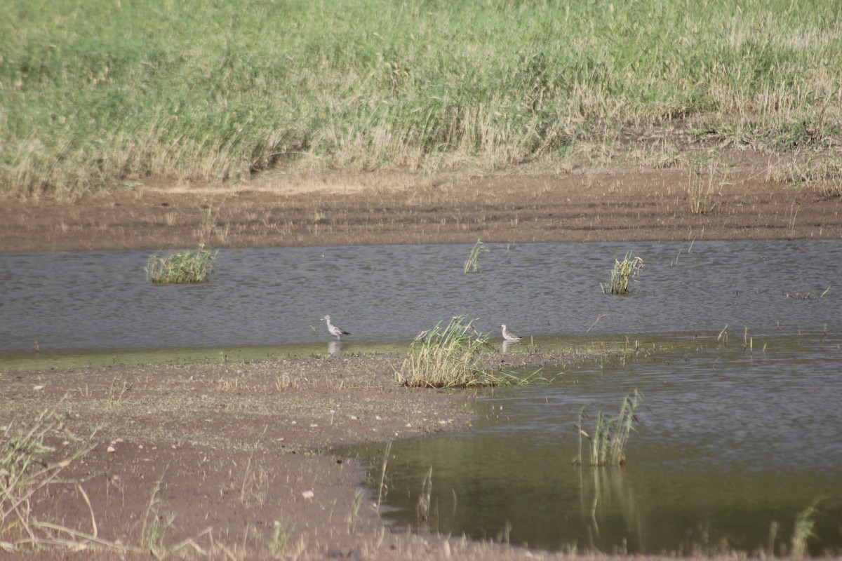 lyskonoh dlouhozobý - ML645458280