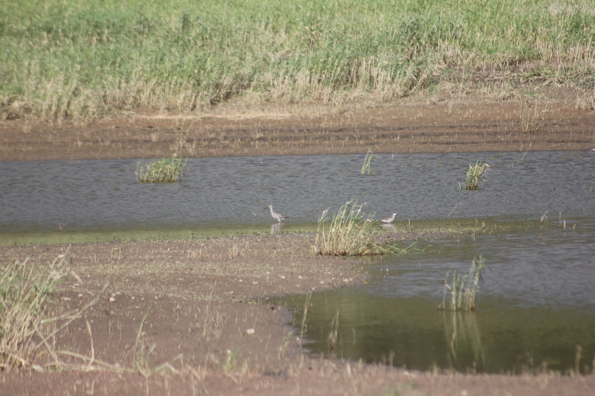 lyskonoh dlouhozobý - ML645458281