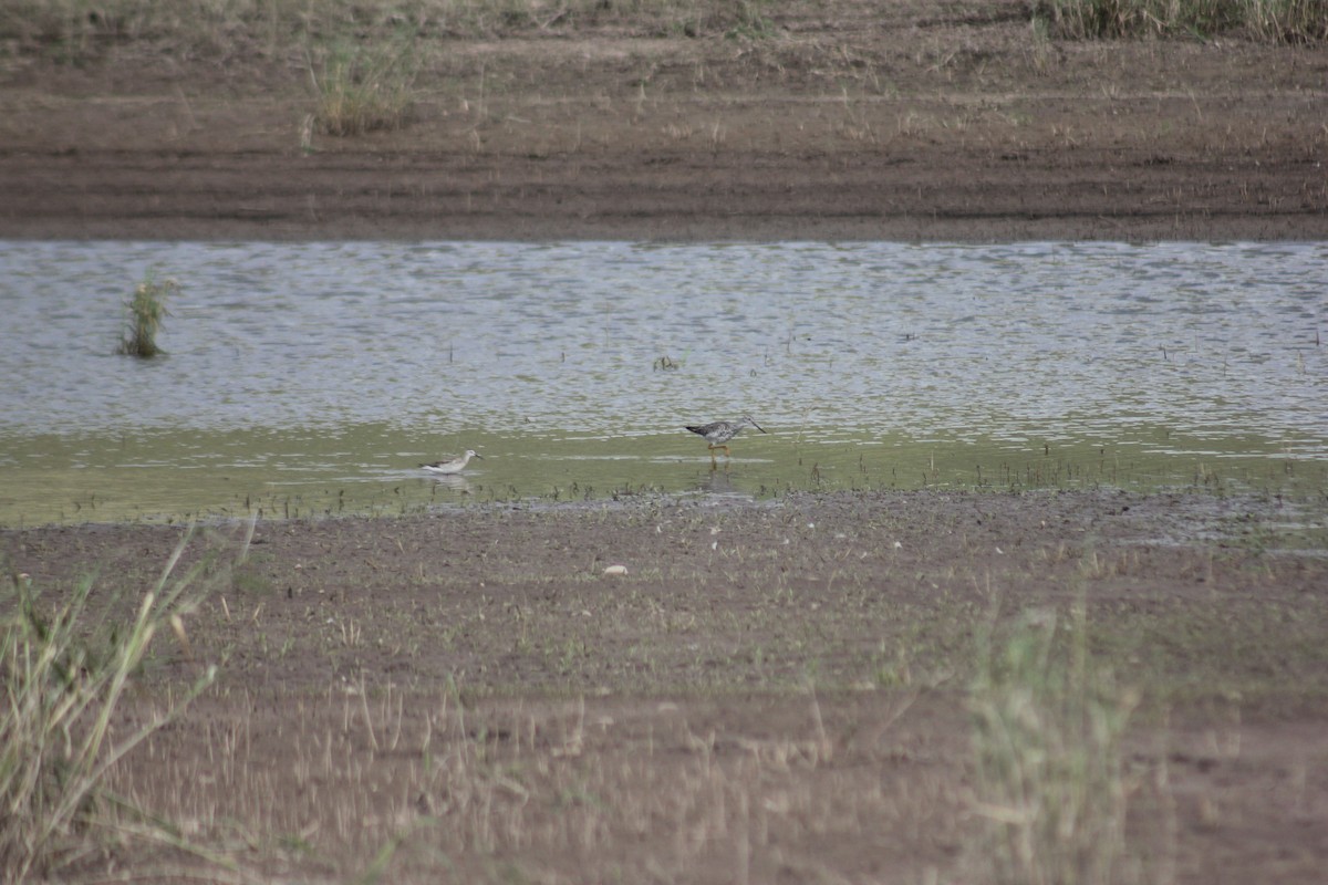 lyskonoh dlouhozobý - ML645458282