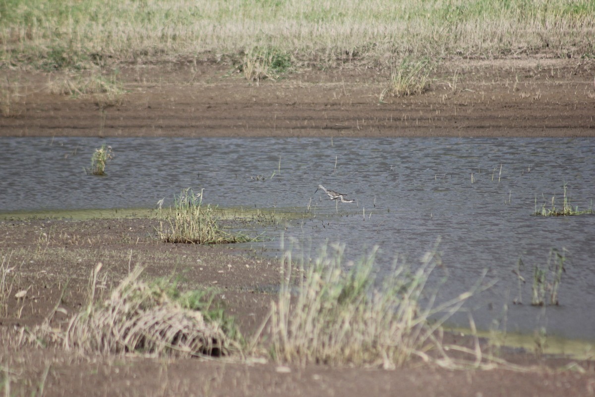 lyskonoh dlouhozobý - ML645458283