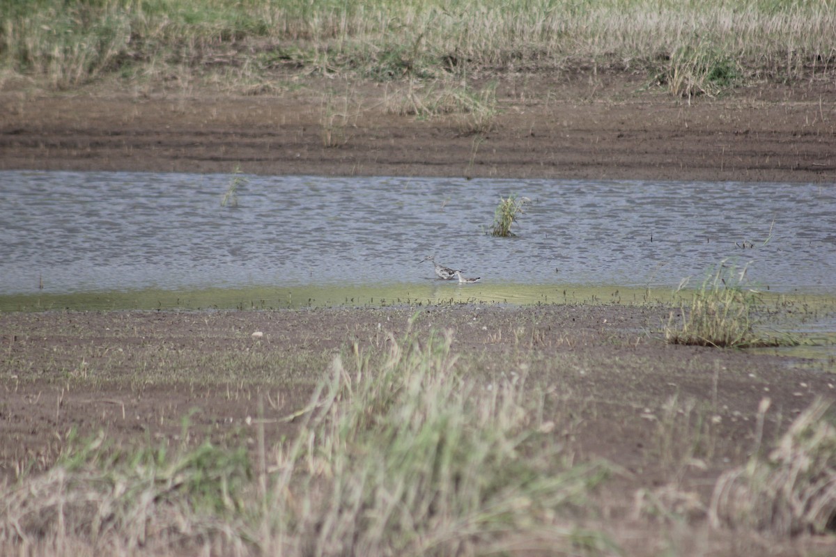 lyskonoh dlouhozobý - ML645458284