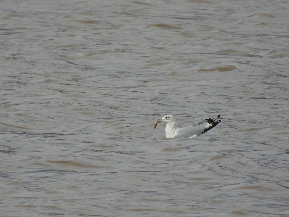 American Herring Gull - ML645458305