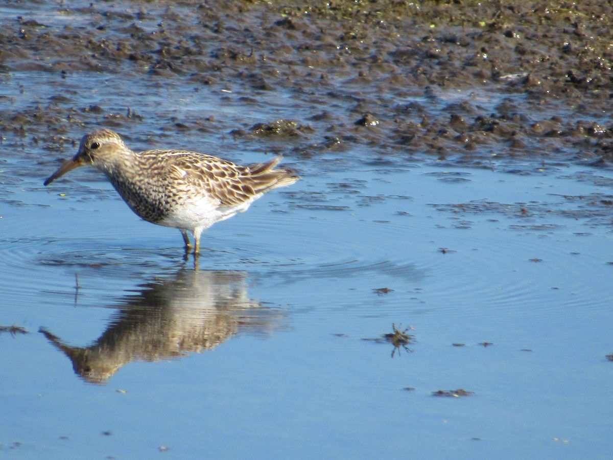 Pectoral Sandpiper - ML645458308