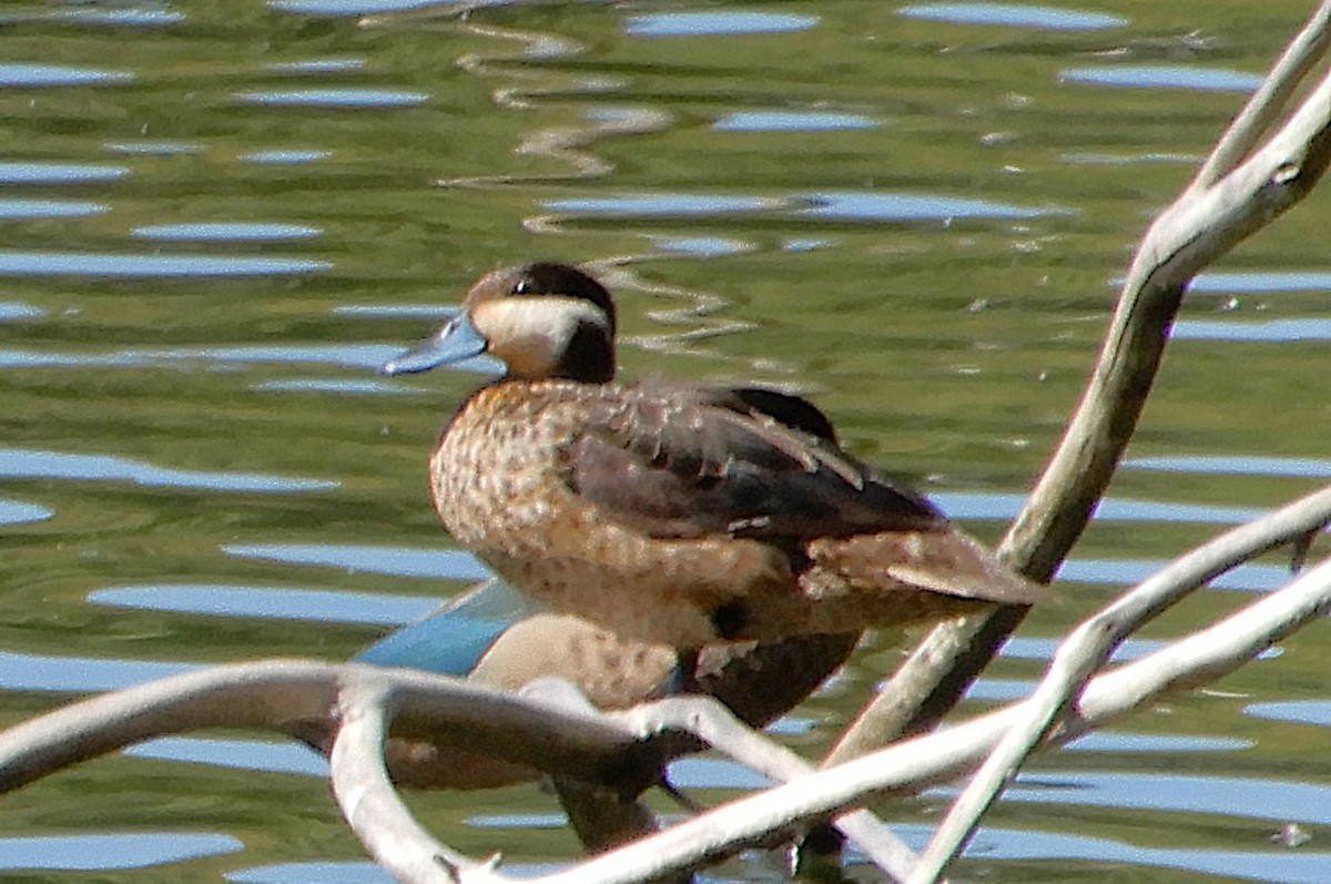 Blue-billed Teal - ML645458311