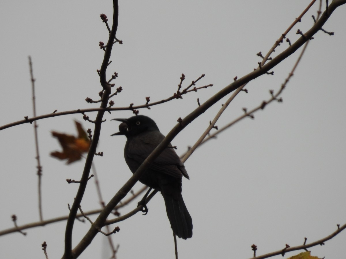 Common Grackle - ML645458313