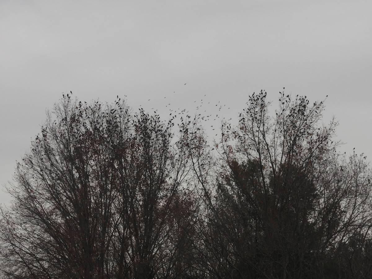 Common Grackle - ML645458315