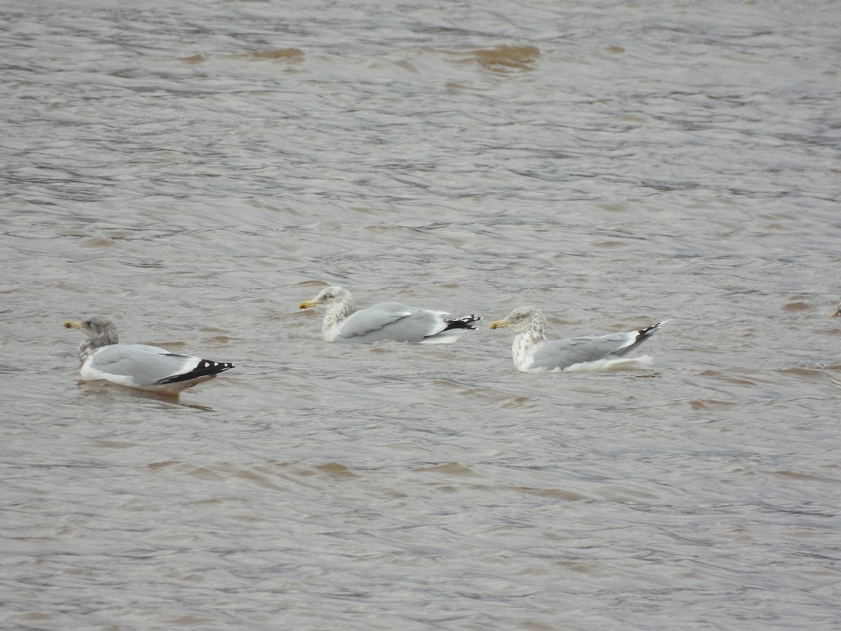 American Herring Gull - ML645458316