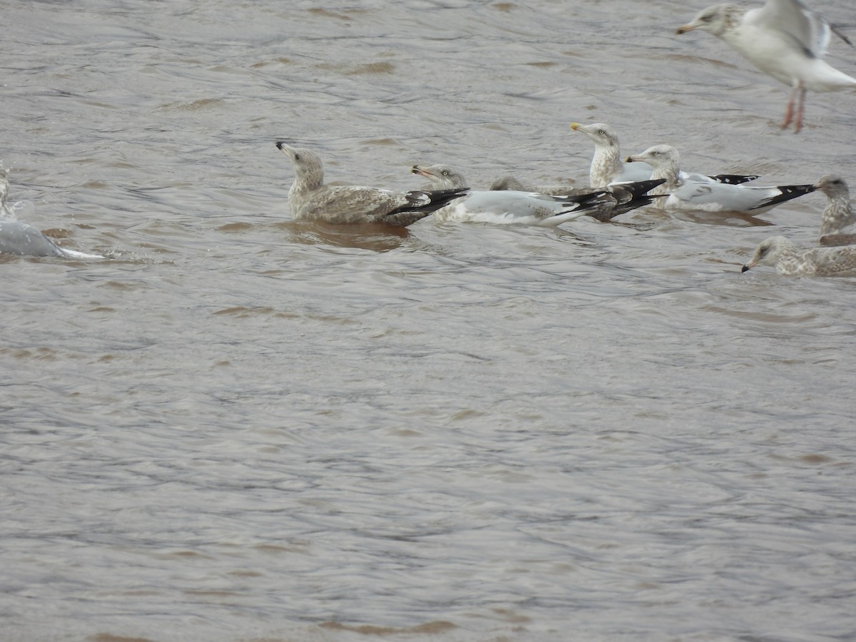 American Herring Gull - ML645458329
