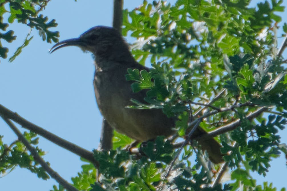 California Thrasher - ML645458330