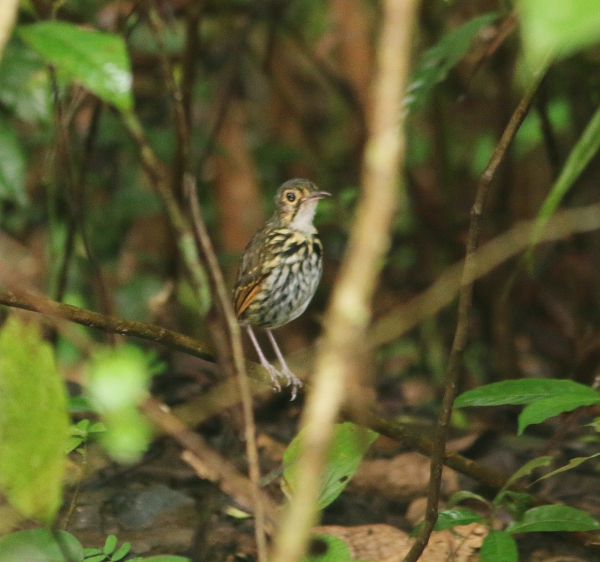 Мурашниця панамська - ML645458333