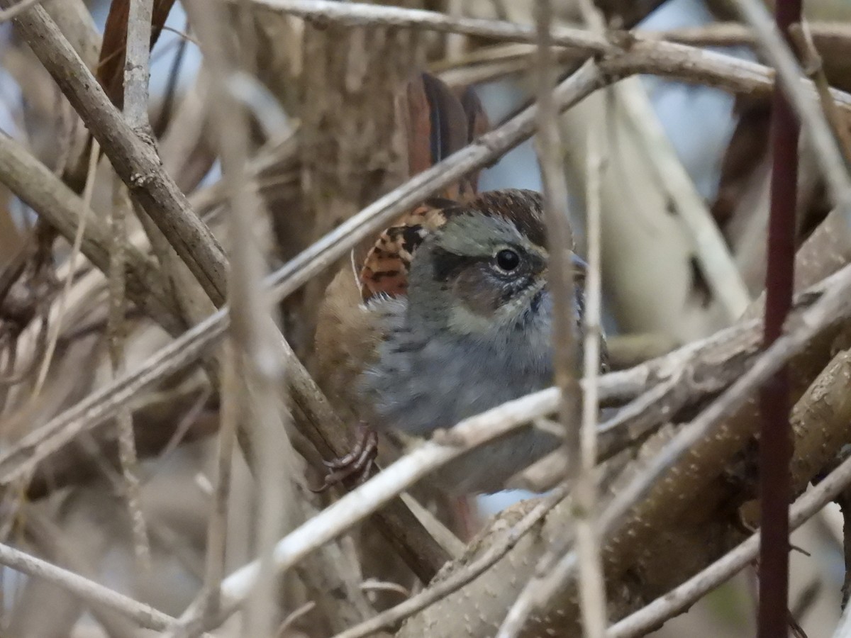Swamp Sparrow - ML645458334