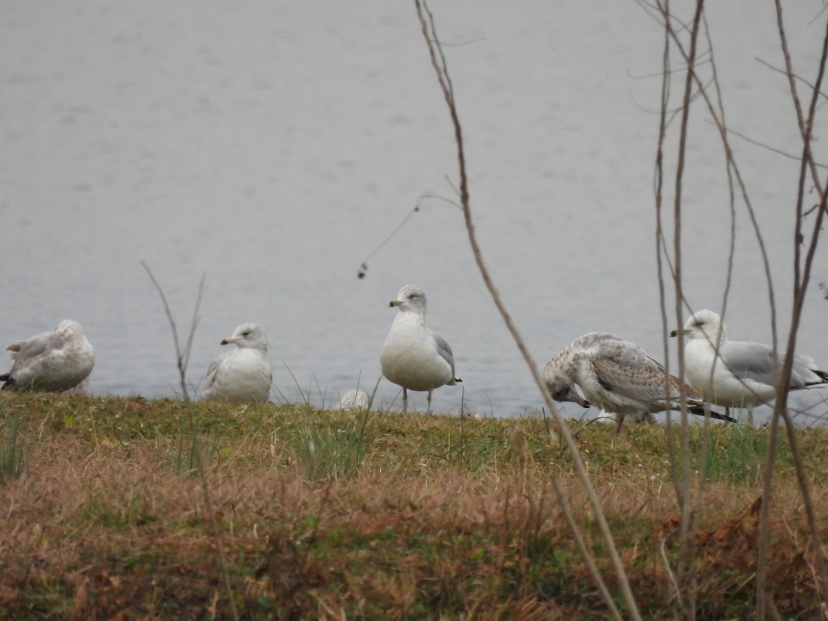 Gavina americana - ML645458336