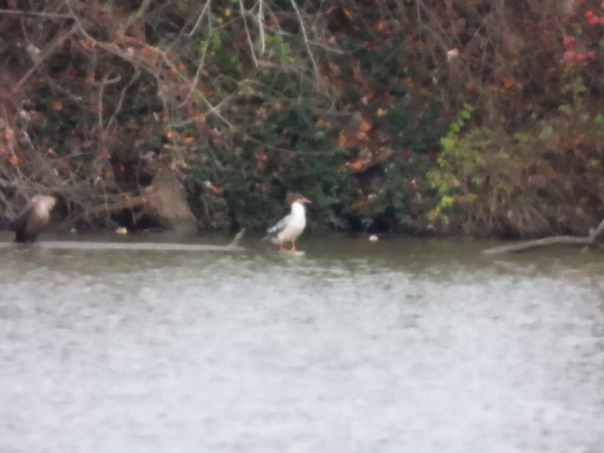 Smergo maggiore - ML645458339