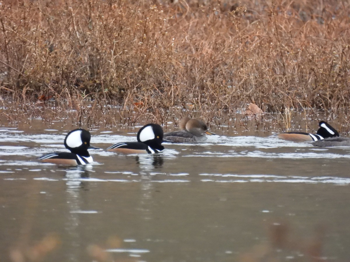 Smergo dal cappuccio - ML645458343