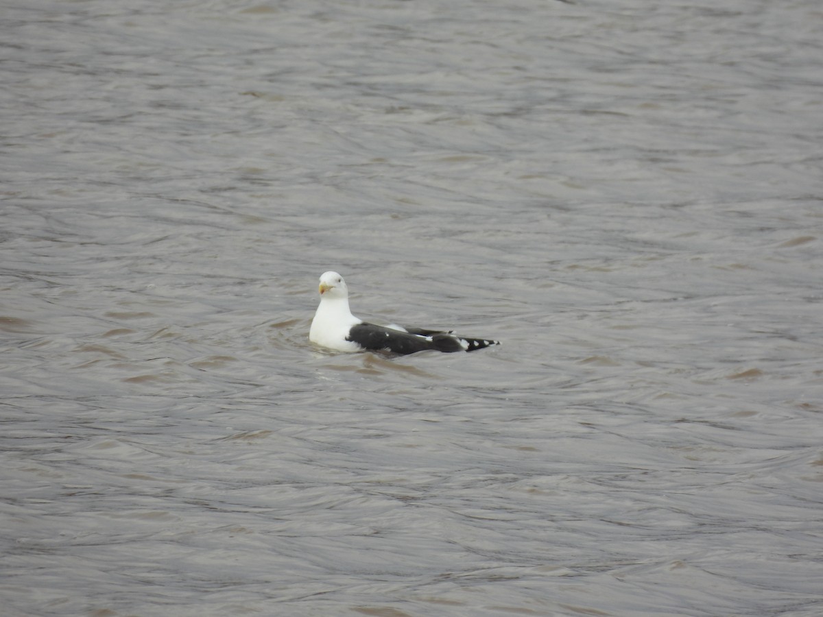 Great Black-backed Gull - ML645458345