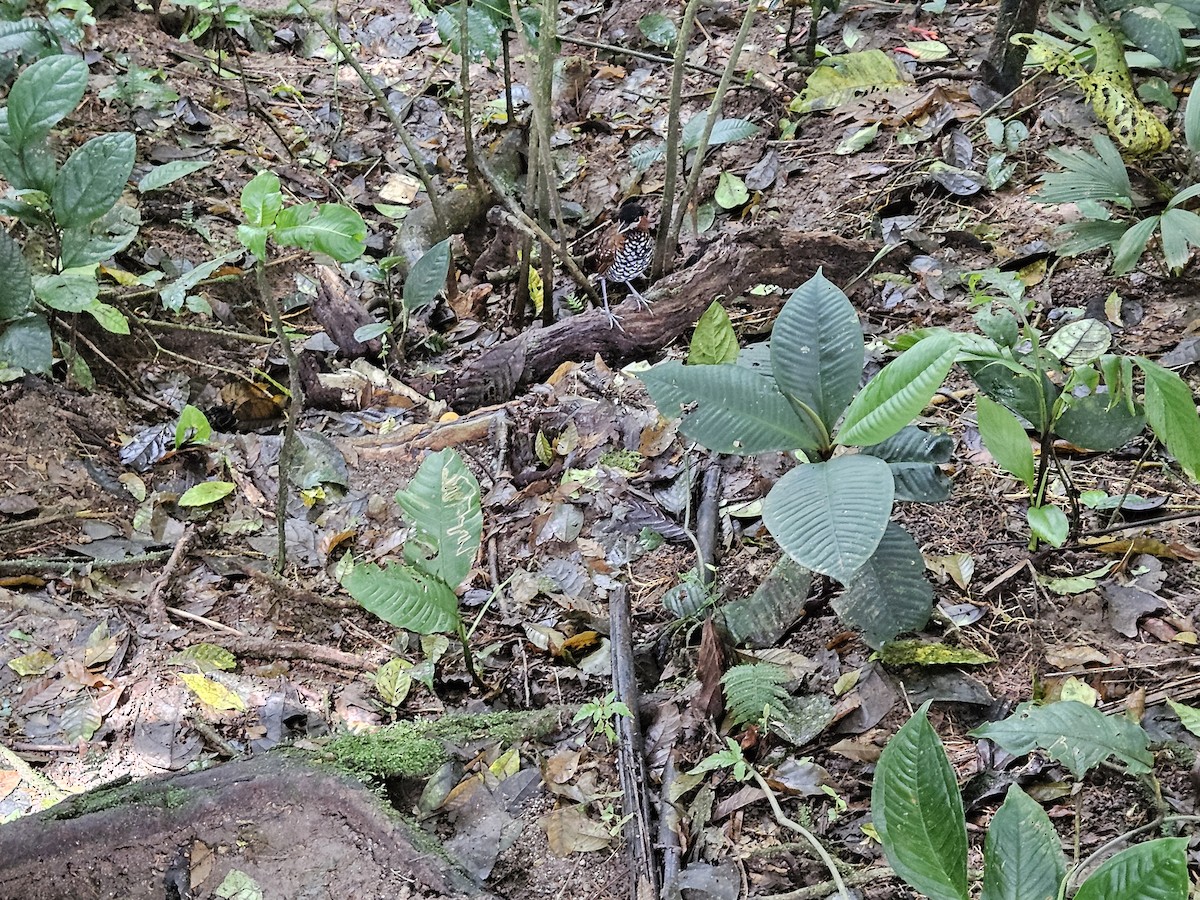 Кусачка чорноголова - ML645458347