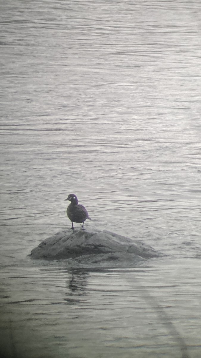 Ahate arlekina - ML645458349