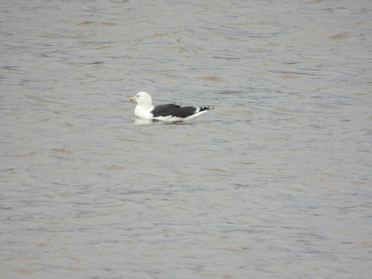 Great Black-backed Gull - ML645458352