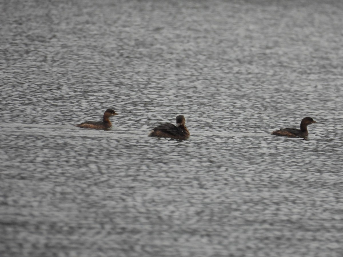 Pied-billed Grebe - ML645458353