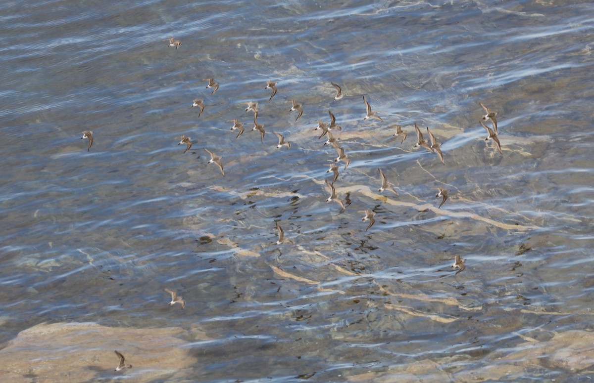 コシジロウズラシギ - ML645458355