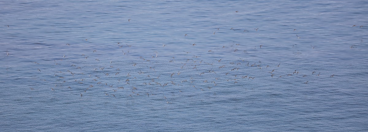 コシジロウズラシギ - ML645458356