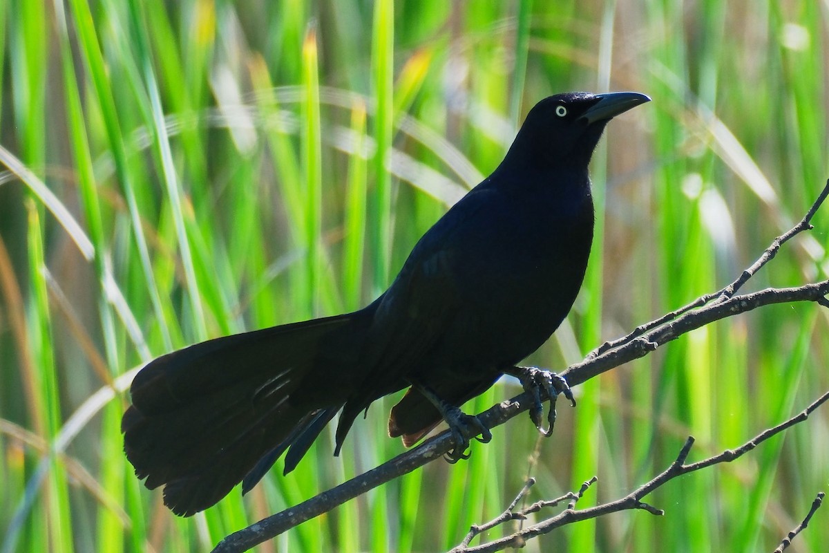 Great-tailed Grackle - ML645458358
