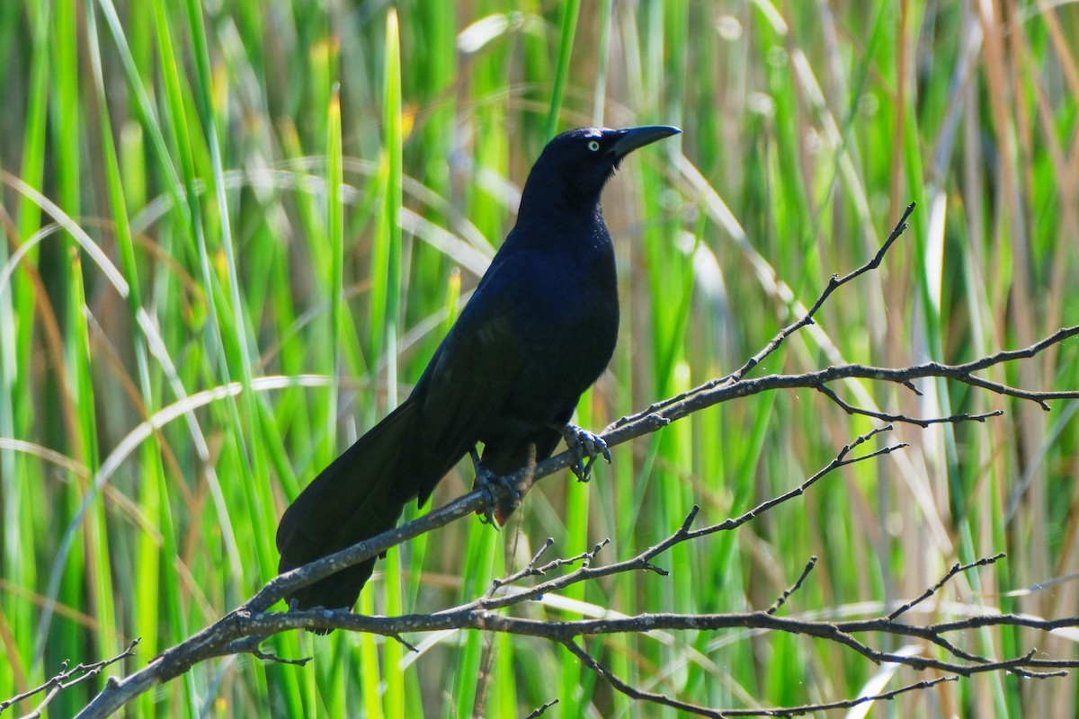 Great-tailed Grackle - ML645458359