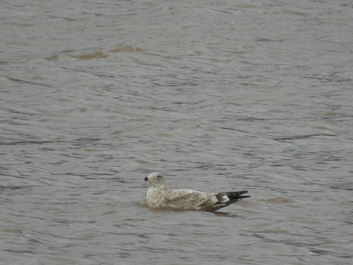 Great Black-backed Gull - ML645458360