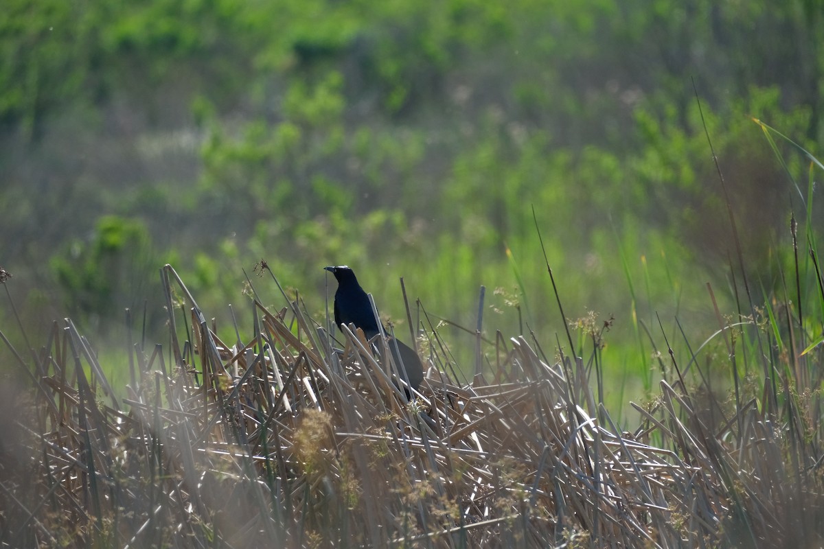 Great-tailed Grackle - ML645458363