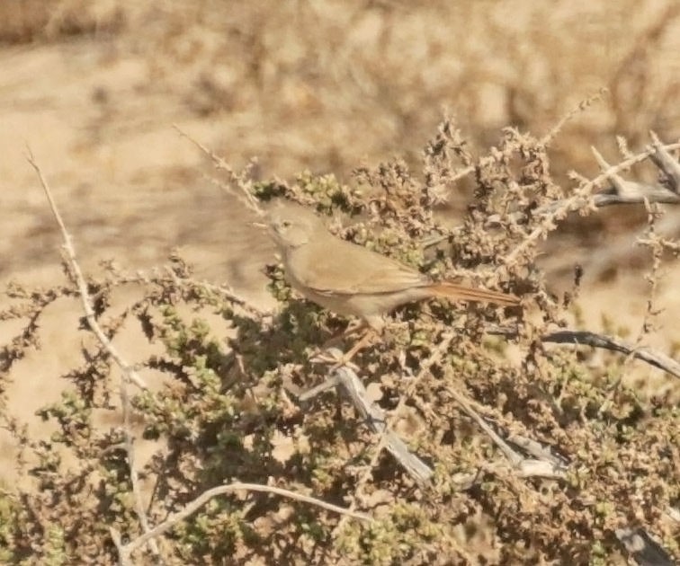 Пустынная славка - ML645458367