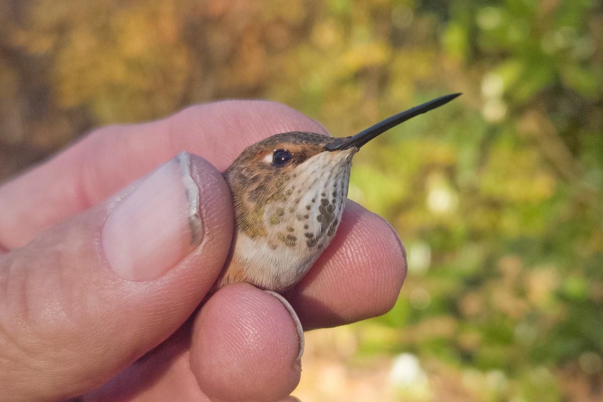 Rufous Hummingbird - ML645458375