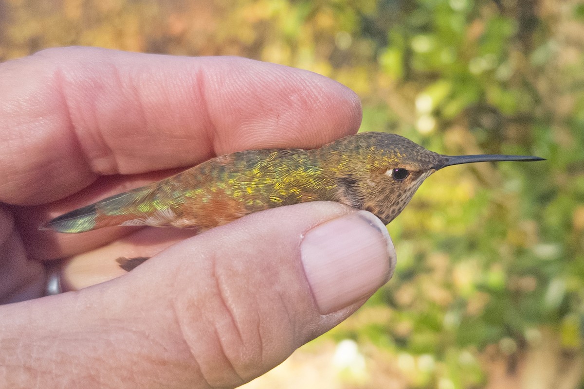 Rufous Hummingbird - ML645458376