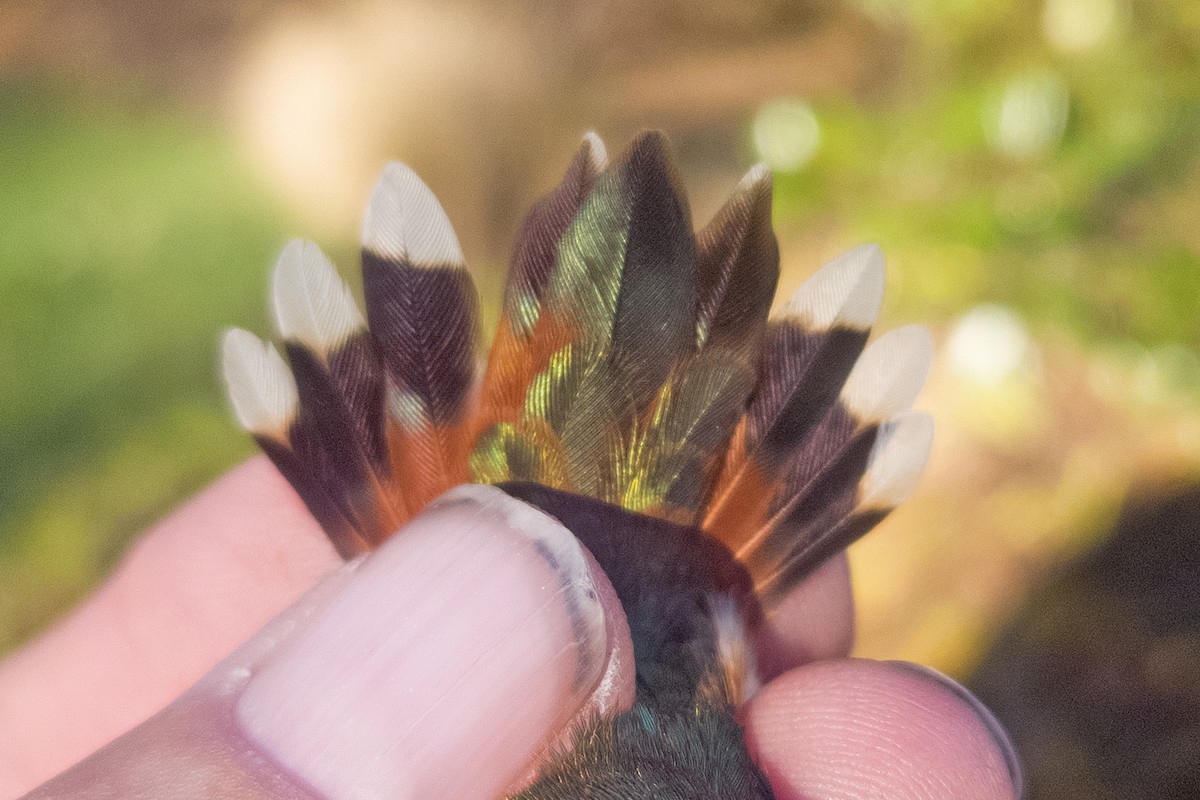 Rufous Hummingbird - ML645458377